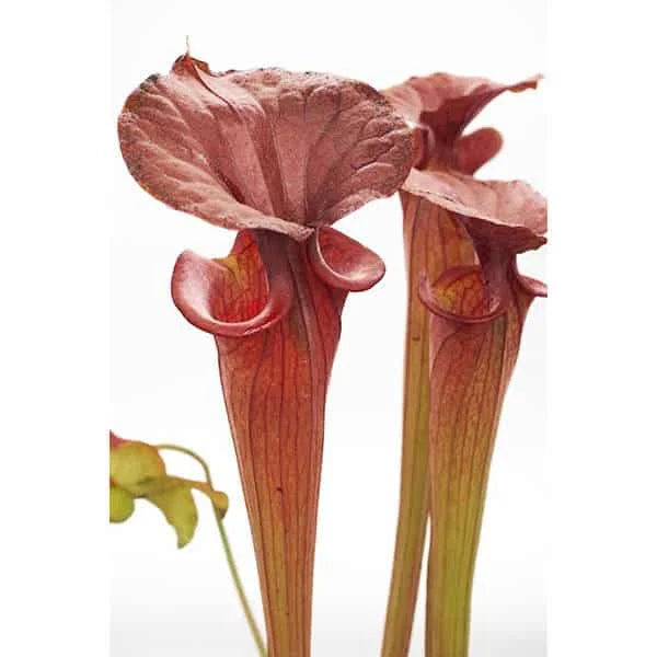 Sarracenia flava var. atropurpurea, MK F 27a, Blackwater State Forest, FL 大森食虫植物農園