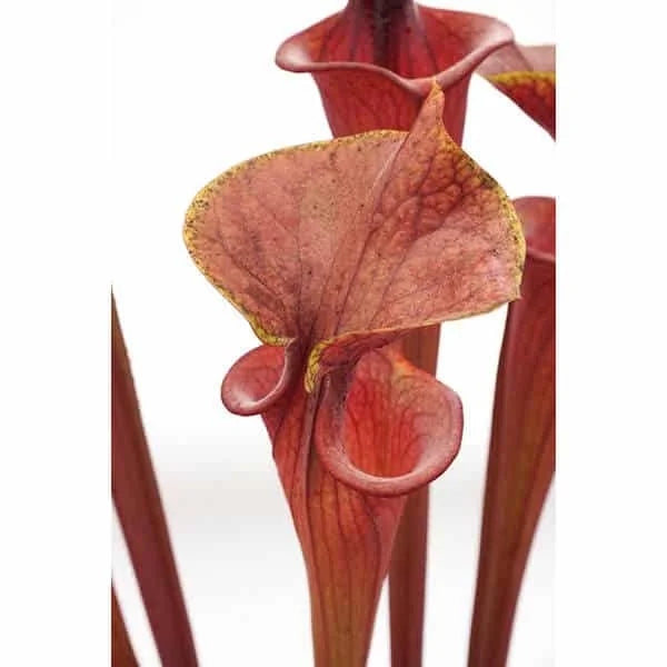 Sarracenia flava var. atropurpurea, MK F 27b, Blackwater State Forest, FL 大森食虫植物農園