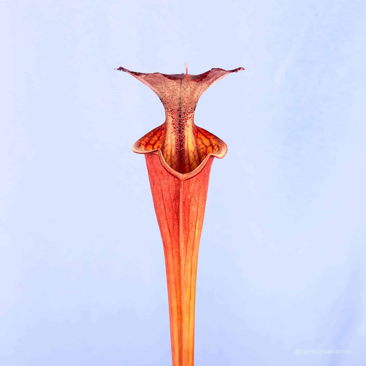 Sarracenia flava var. atropurpurea, MK F 27d, Blackwater State Forest, FL 大森食虫植物農園