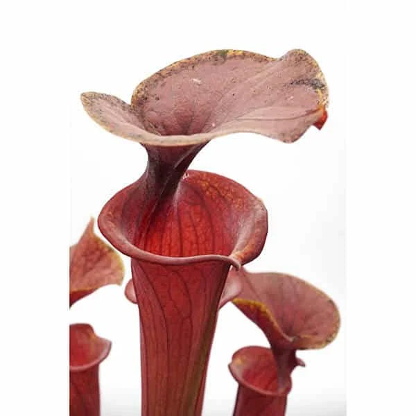Sarracenia flava var. atropurpurea, MK F 27b, Blackwater State Forest, FL 大森食虫植物農園
