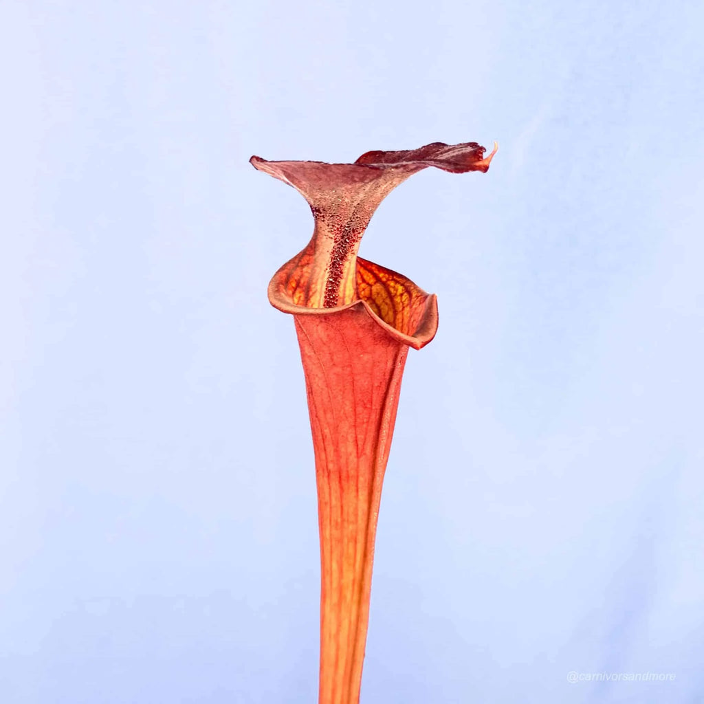 Sarracenia flava var. atropurpurea, MK F 27d, Blackwater State Forest, FL 大森食虫植物農園