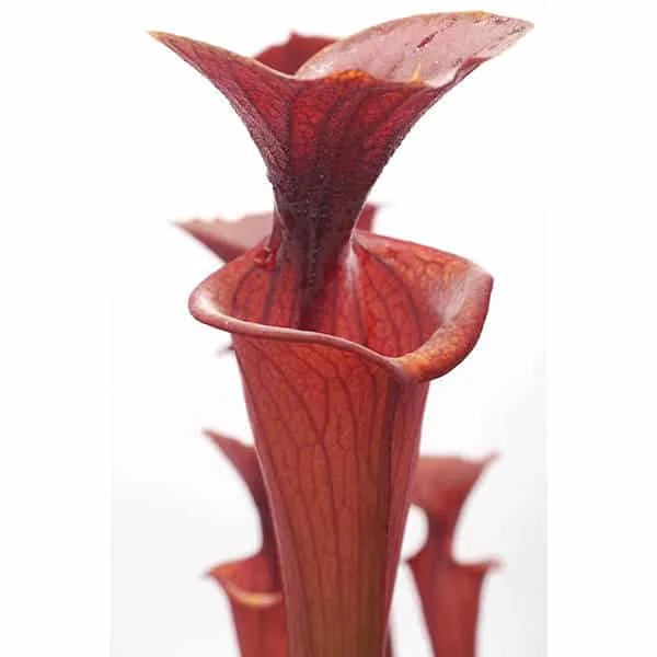 Sarracenia flava var. atropurpurea, MK F 27b, Blackwater State Forest, FL 大森食虫植物農園