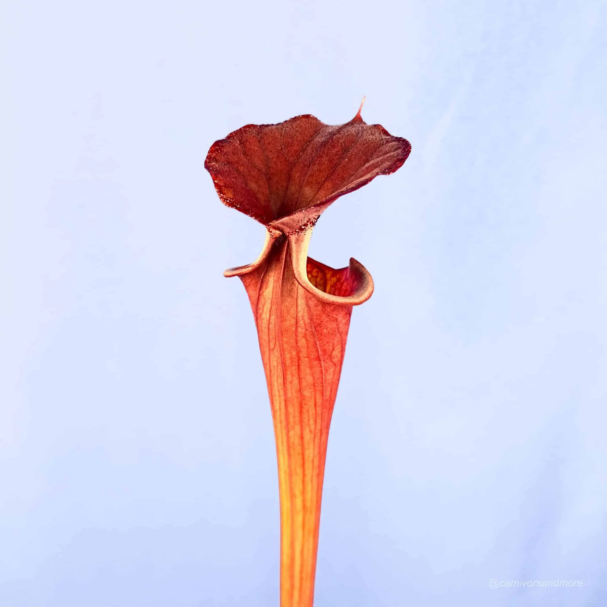Sarracenia flava var. atropurpurea, MK F 27d, Blackwater State Forest, FL 大森食虫植物農園