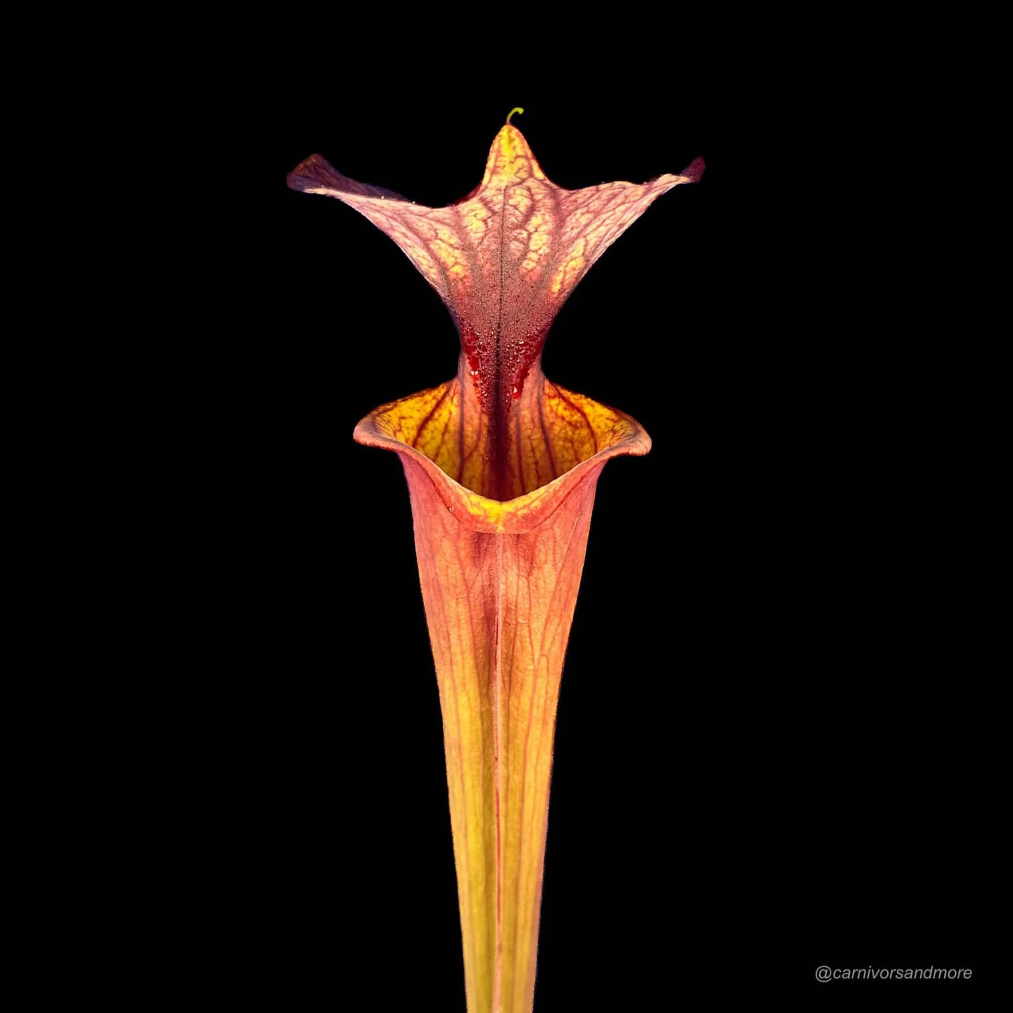 Sarracenia flava var. atropurpurea, PW F 02, Blackwater State Forest, Fl, 40cmﾠ 大森食虫植物農園