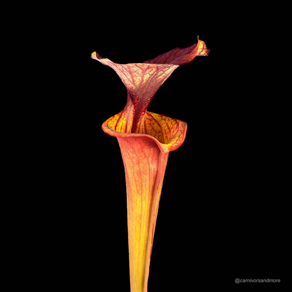 Sarracenia flava var. atropurpurea, PW F 02, Blackwater State Forest, Fl, 40cmﾠ 大森食虫植物農園