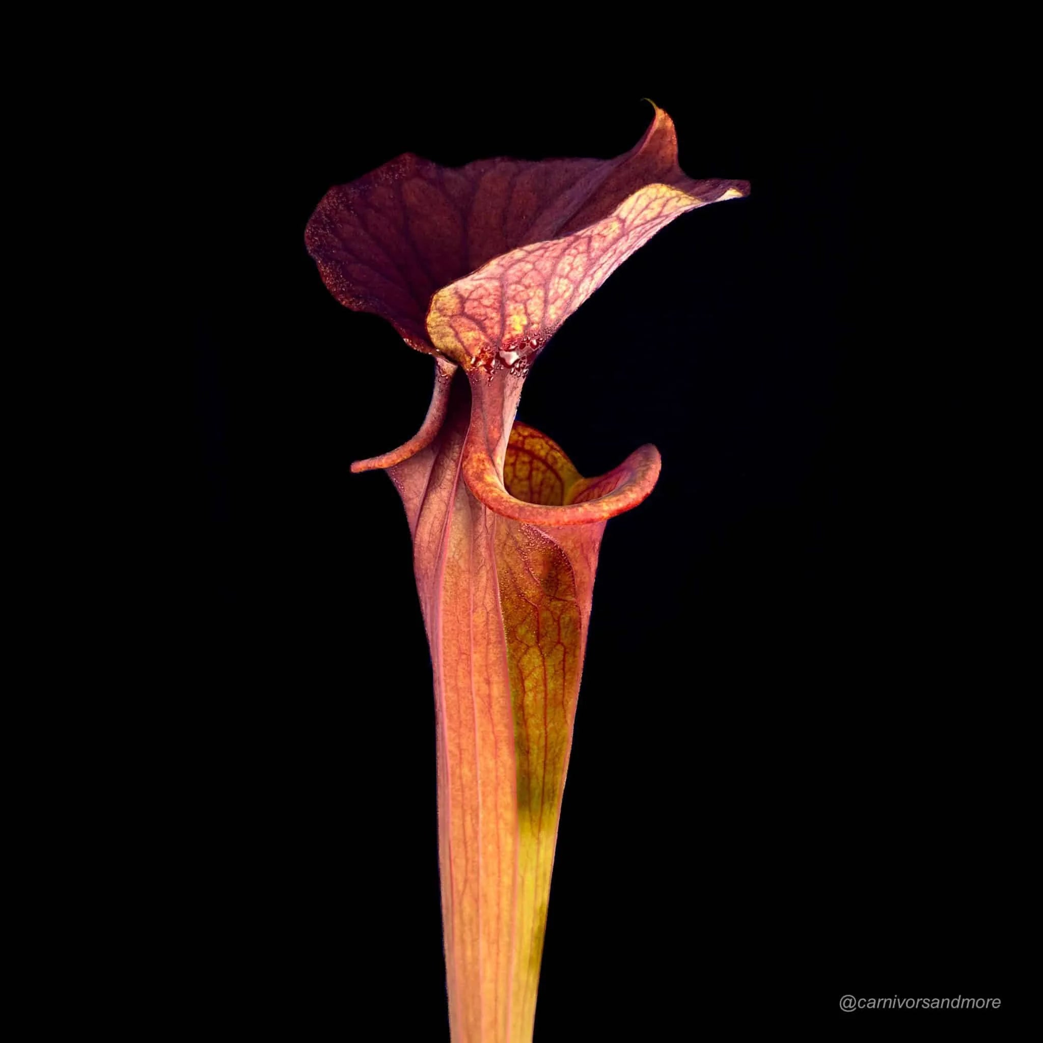 Sarracenia flava var. atropurpurea, PW F 02, Blackwater State Forest, Fl, 40cmﾠ 大森食虫植物農園