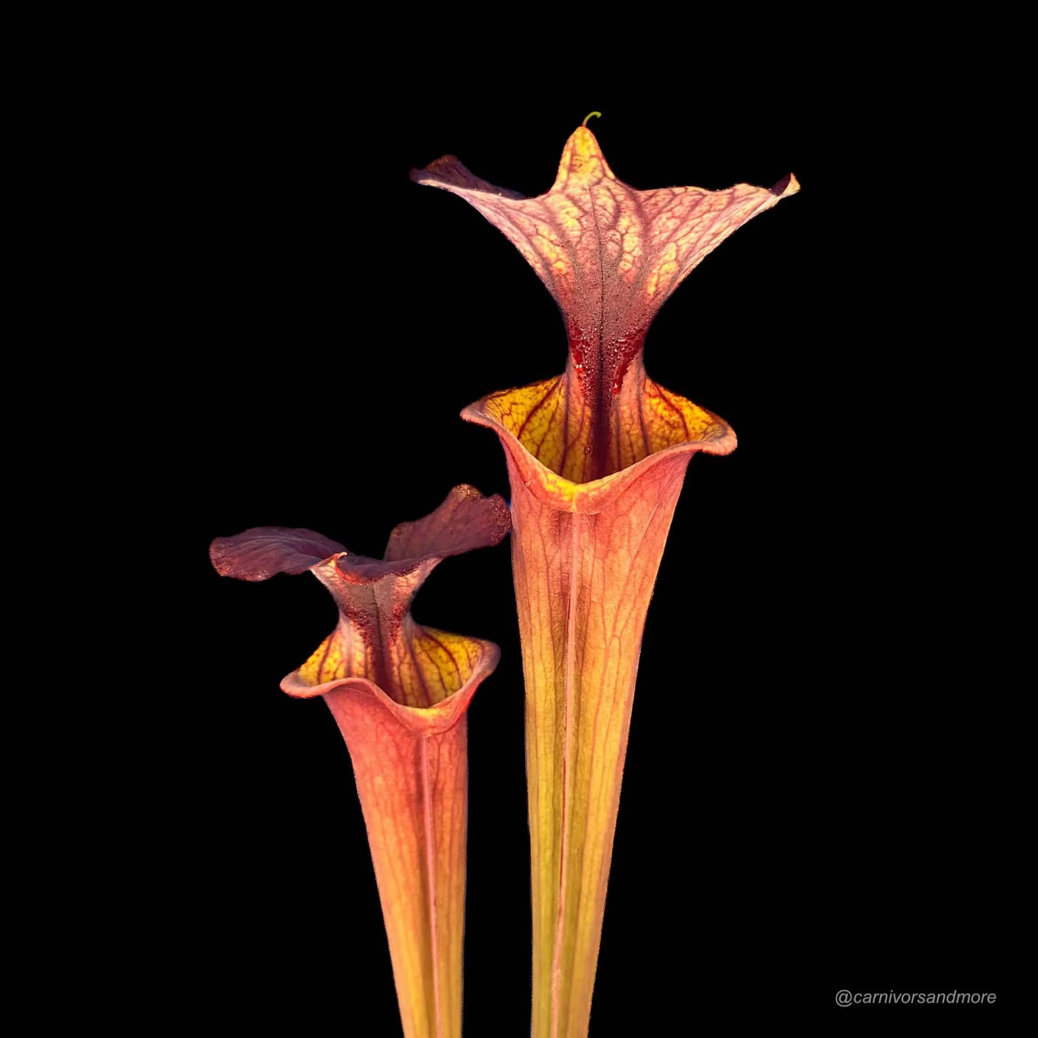 Sarracenia flava var. atropurpurea, PW F 02, Blackwater State Forest, Fl, 40cmﾠ 大森食虫植物農園