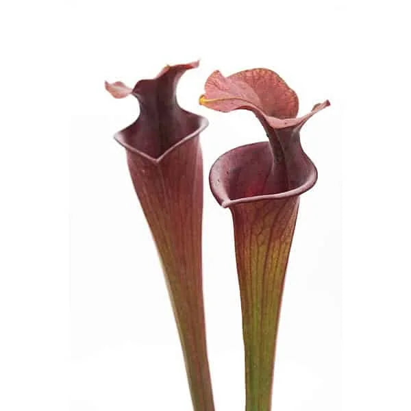 Sarracenia flava var. atropurpurea, Santa Rosa Co, F280 Srba 大森食虫植物農園