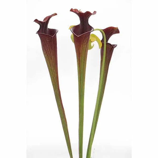 Sarracenia flava var. atropurpurea, Santa Rosa Co, F280 Srba 大森食虫植物農園