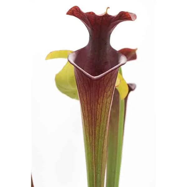 Sarracenia flava var. atropurpurea, Santa Rosa Co, F280 Srba 大森食虫植物農園