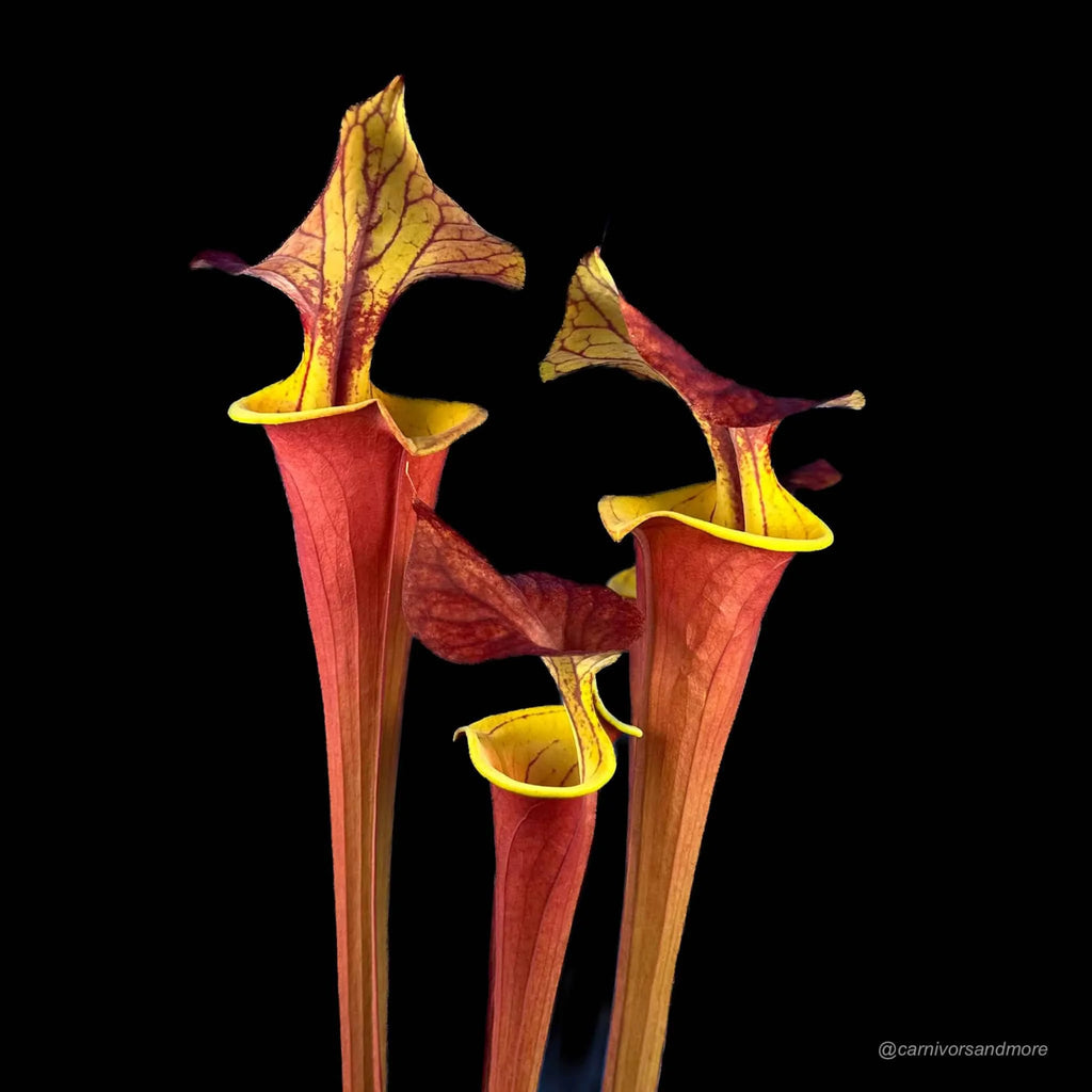 Sarracenia flava var. atropurpurea, Waccamaw, original clone 大森食虫植物農園