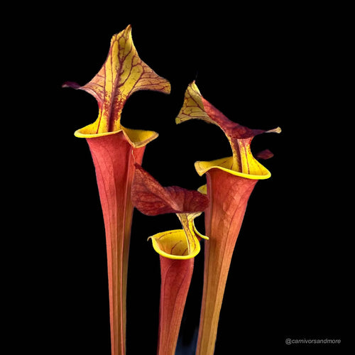 Sarracenia flava var. atropurpurea, Waccamaw, original clone 大森食虫植物農園