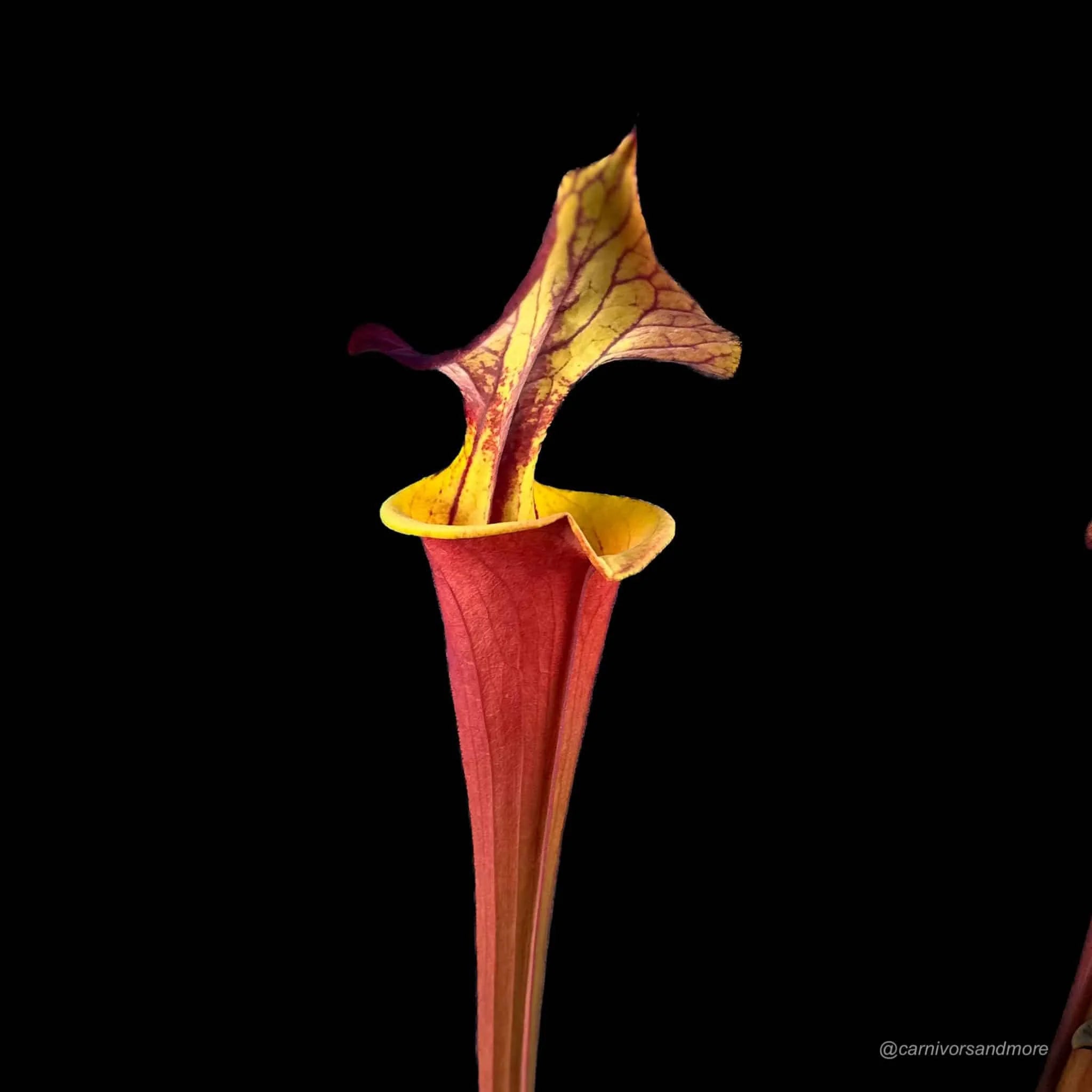 Sarracenia flava var. atropurpurea, Waccamaw, original clone 大森食虫植物農園
