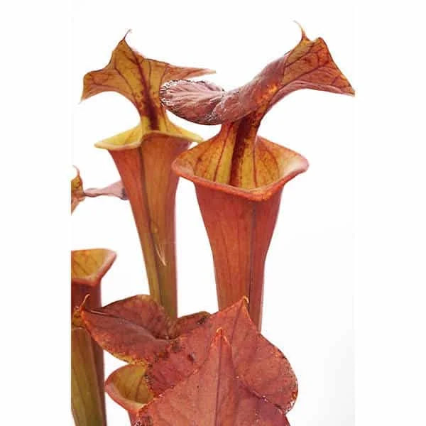 Sarracenia flava var. atropurpurea, Waccamaw, original clone 大森食虫植物農園
