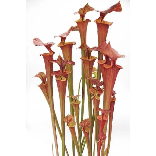 Sarracenia flava var. atropurpurea, Waccamaw, original clone 大森食虫植物農園