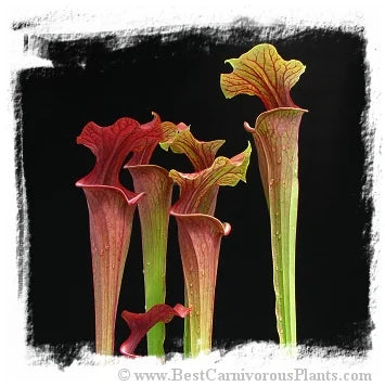 Sarracenia flava var. atropurpurea {and var. rubricorpora, mix of forms} [BCP ID# S288] (15粒の種子) 大森食虫植物農園