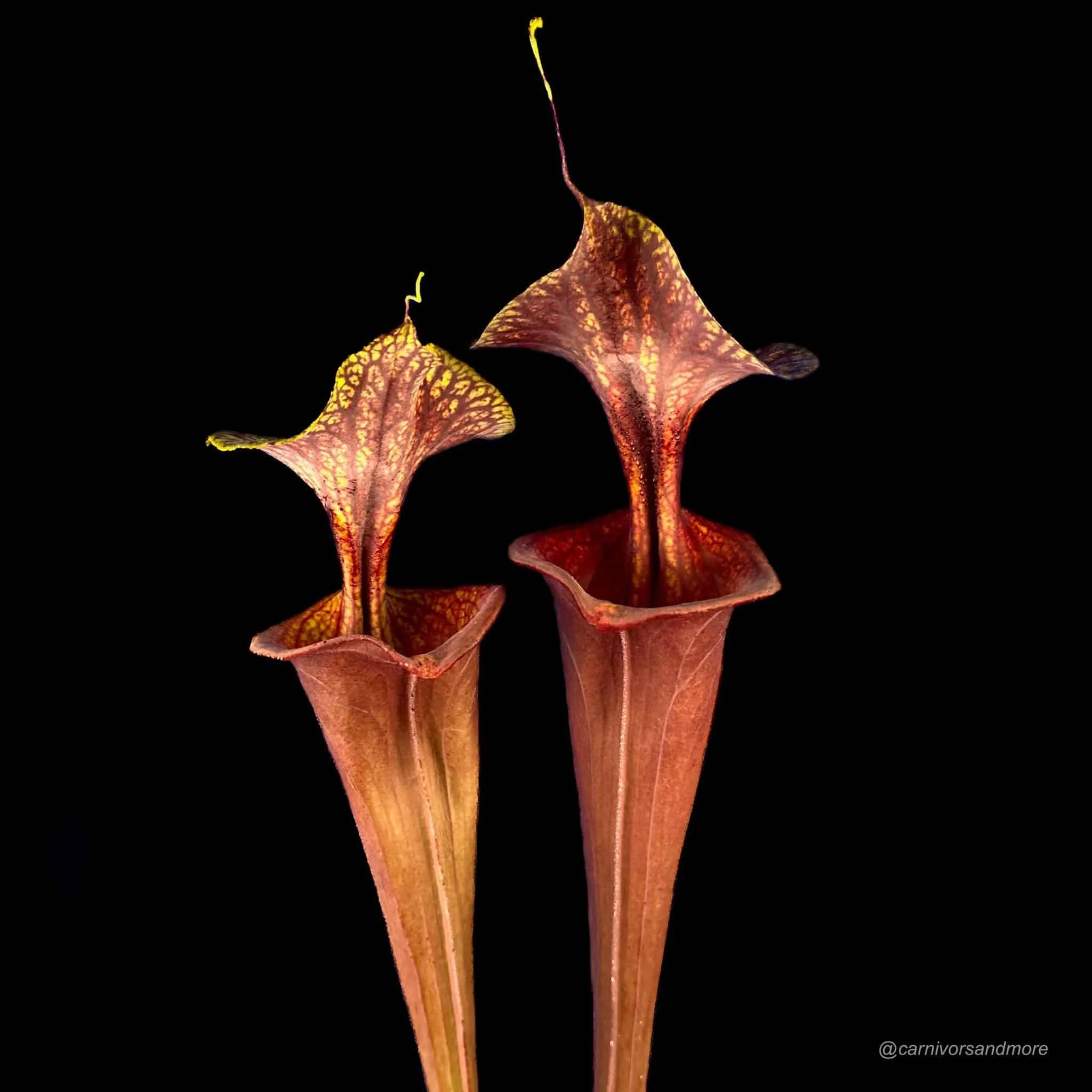 Sarracenia flava var. atropurpurea, ex Marston Exotics, MK F 174 大森食虫植物農園