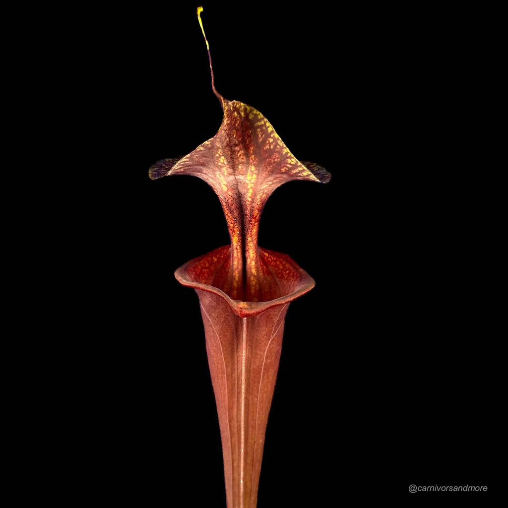 Sarracenia flava var. atropurpurea, ex Marston Exotics, MK F 174 大森食虫植物農園