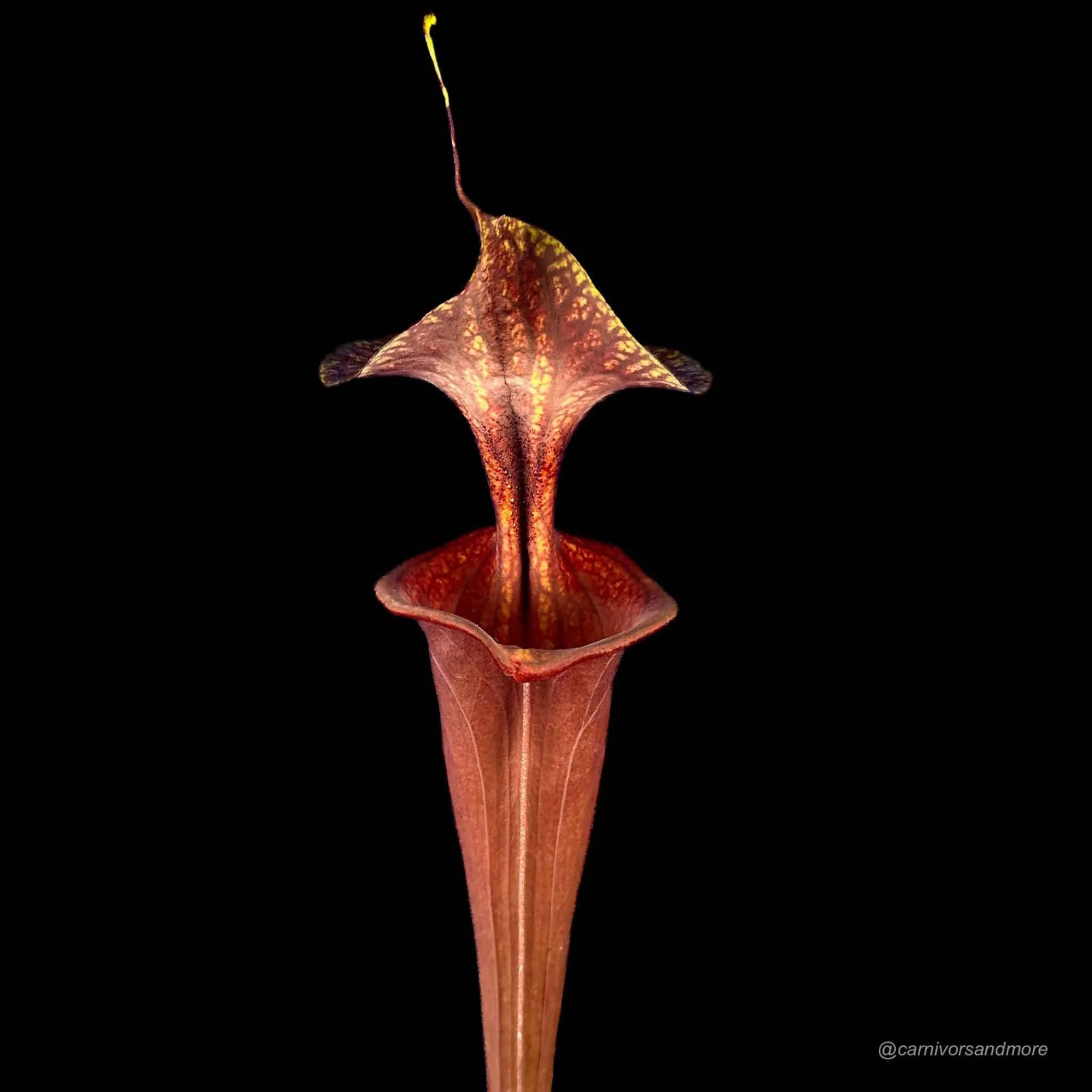 Sarracenia flava var. atropurpurea, ex Marston Exotics, MK F 174 大森食虫植物農園