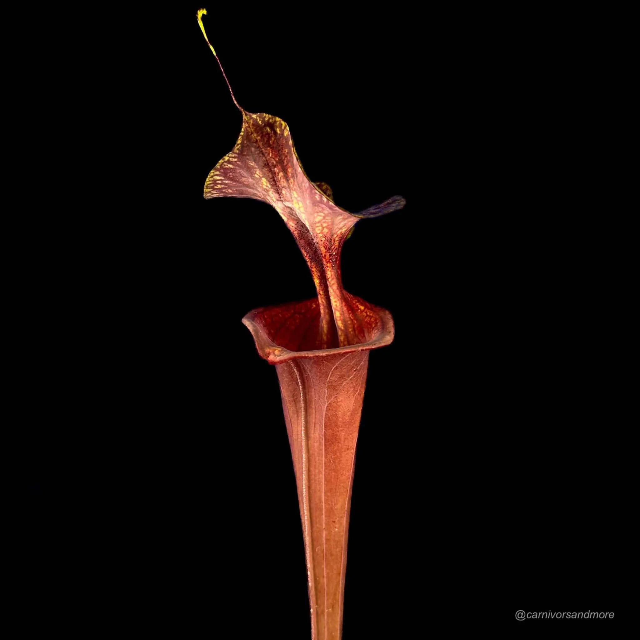 Sarracenia flava var. atropurpurea, ex Marston Exotics, MK F 174 大森食虫植物農園
