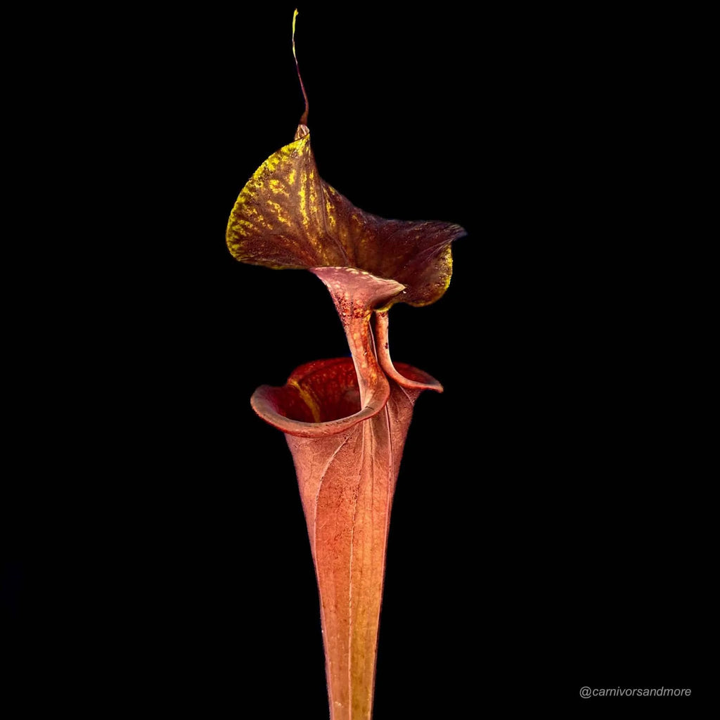 Sarracenia flava var. atropurpurea, ex Marston Exotics, MK F 174 大森食虫植物農園