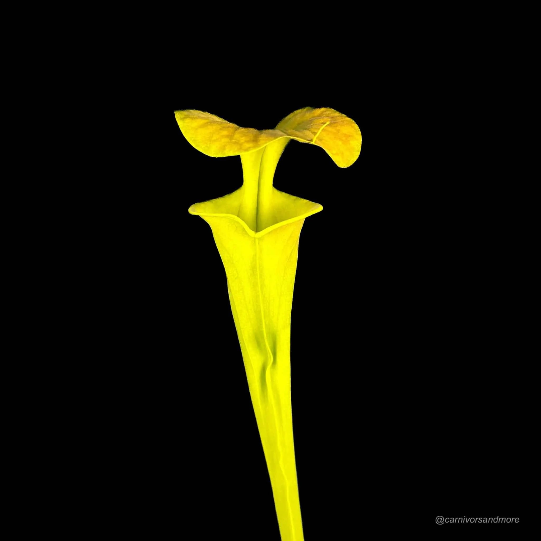 Sarracenia flava var. cuprea MK F 8 大森食虫植物農園