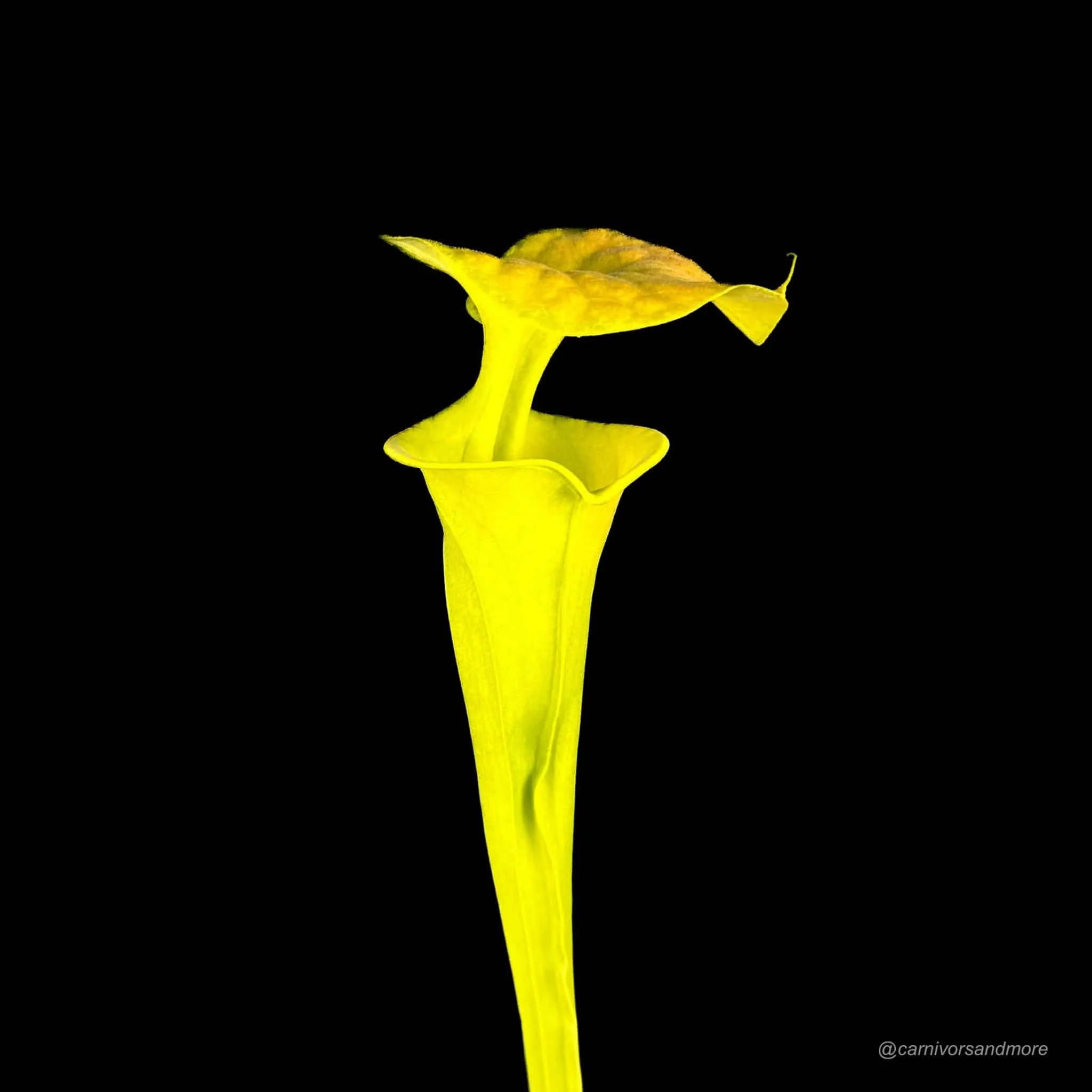 Sarracenia flava var. cuprea MK F 8 大森食虫植物農園