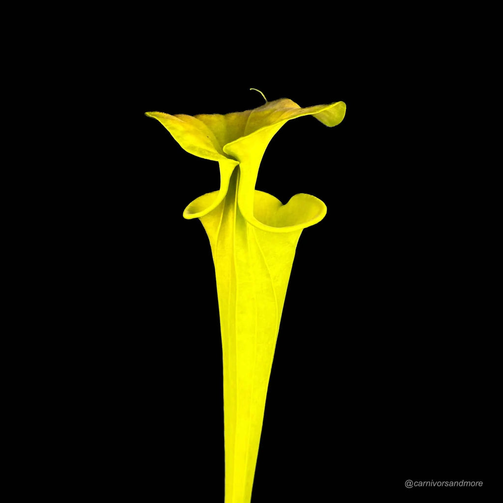 Sarracenia flava var. cuprea MK F 8 大森食虫植物農園
