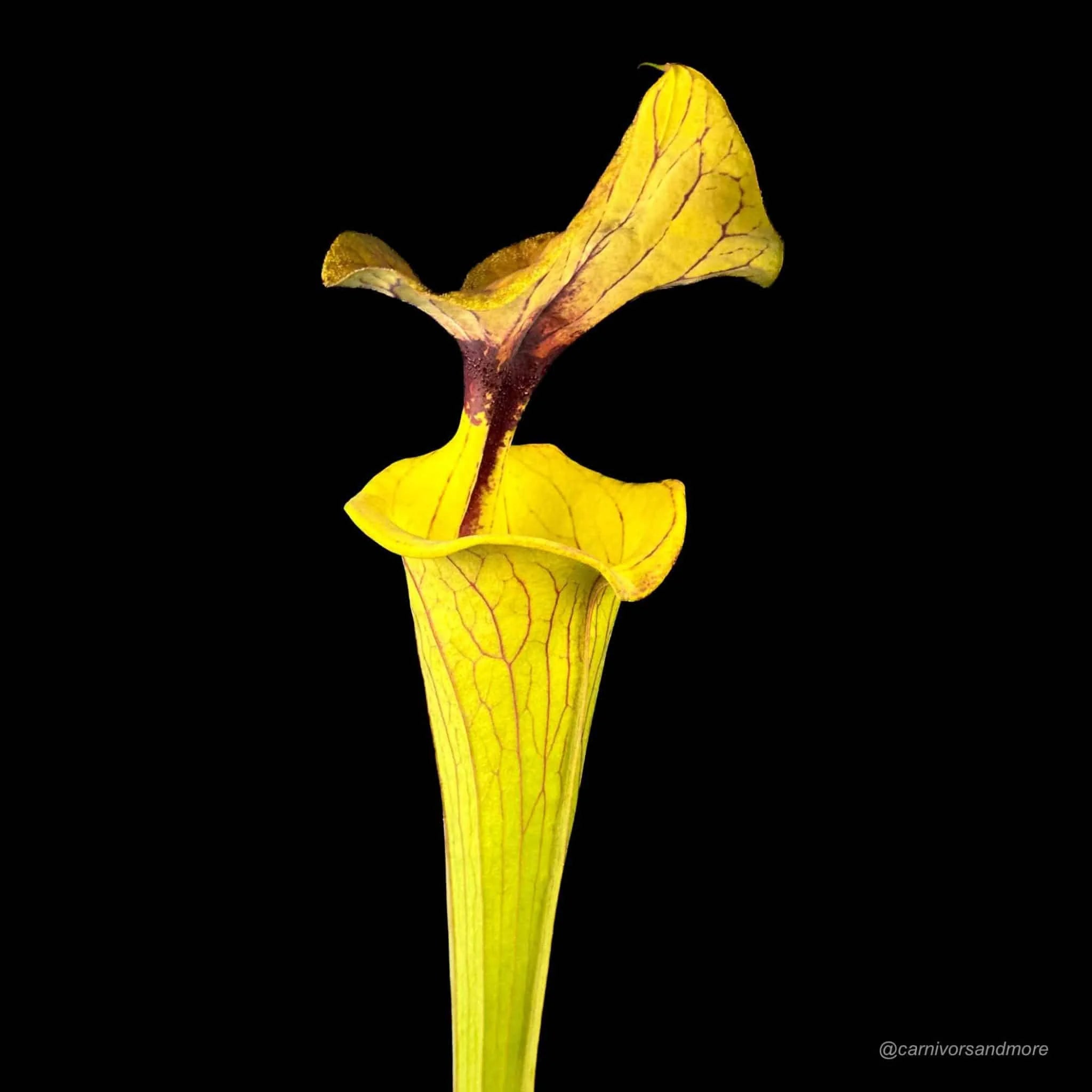 Sarracenia flava var. cuprea (Coppertop) CT2 大森食虫植物農園