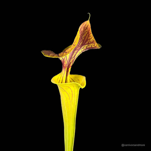 Sarracenia flava var. cuprea (Coppertop)ﾠ 大森食虫植物農園