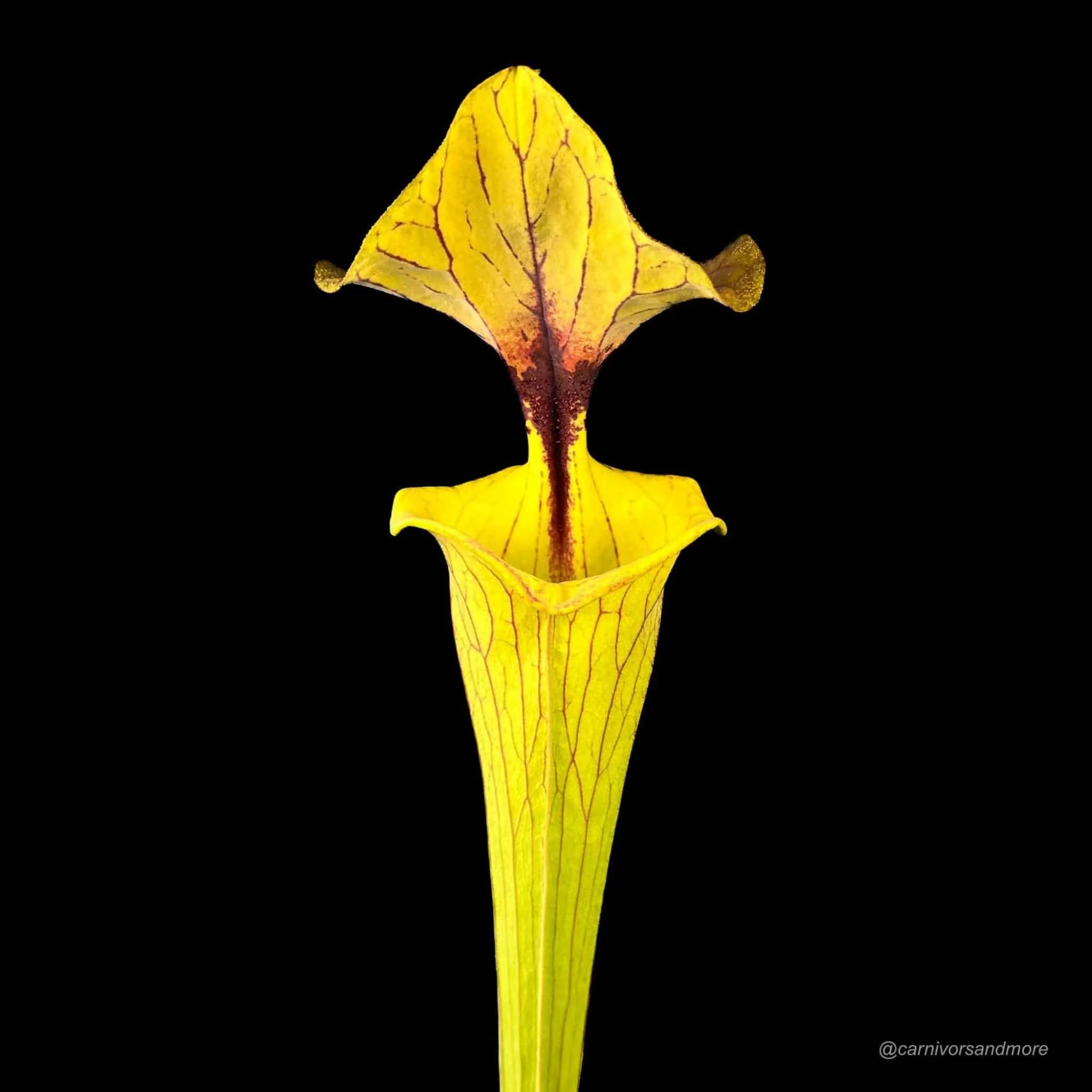 Sarracenia flava var. cuprea (Coppertop) CT2 大森食虫植物農園