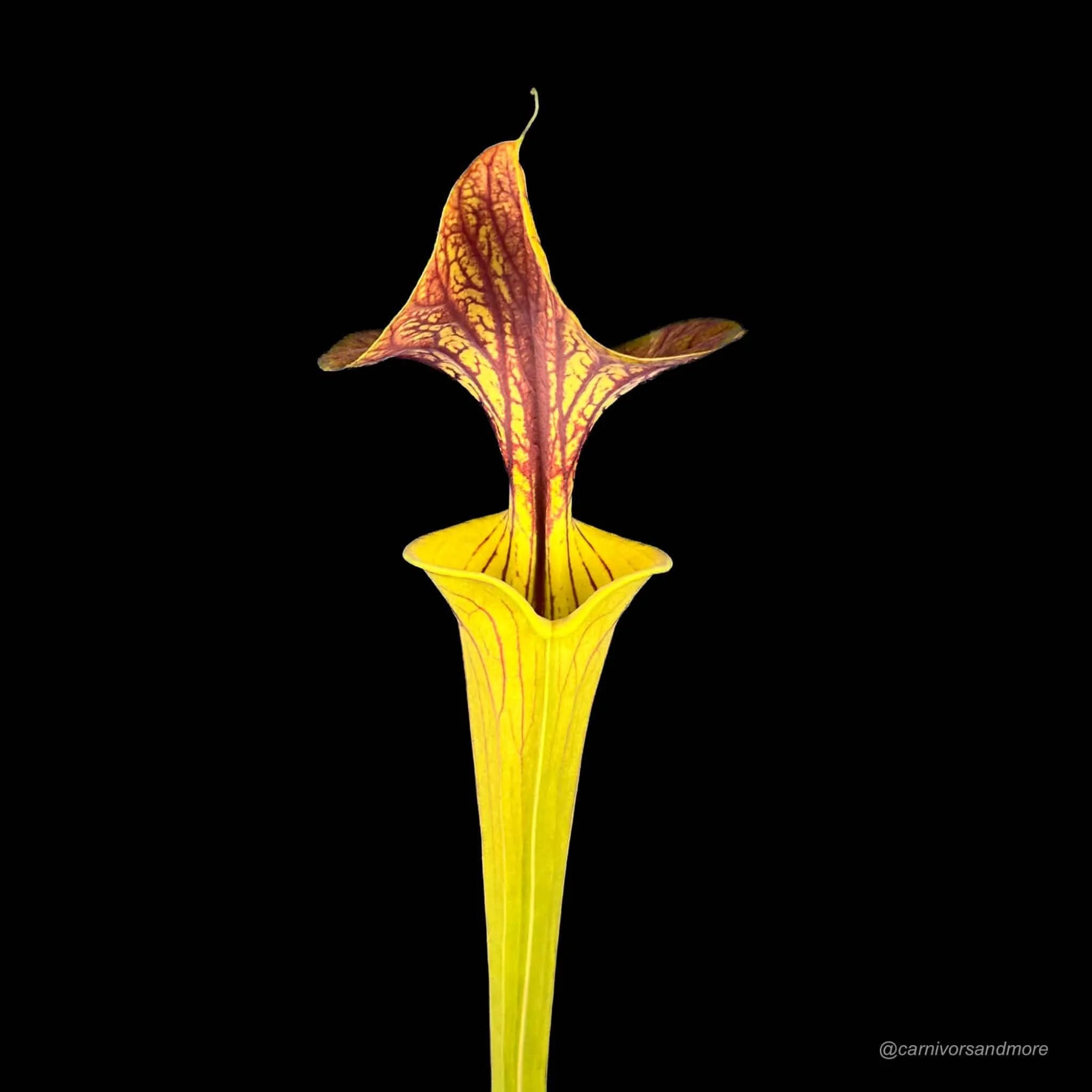 Sarracenia flava var. cuprea (Coppertop)ﾠ 大森食虫植物農園