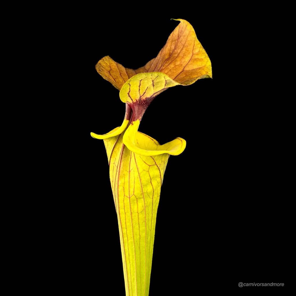 Sarracenia flava var. cuprea (Coppertop) CT2 大森食虫植物農園