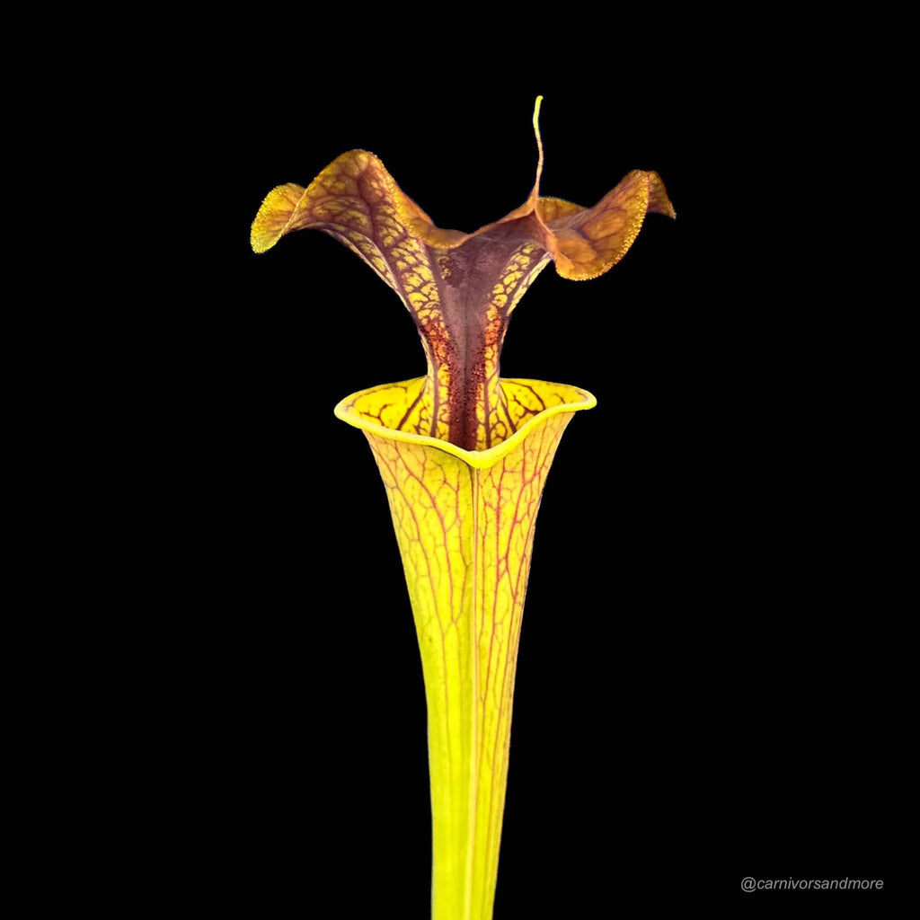 Sarracenia flava var. cuprea, North Carolina, MK F 10 大森食虫植物農園