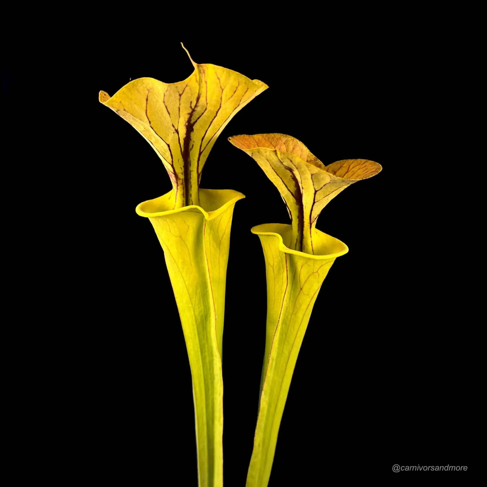 Sarracenia flava var. cuprea, North Carolina, MK F 115 大森食虫植物農園