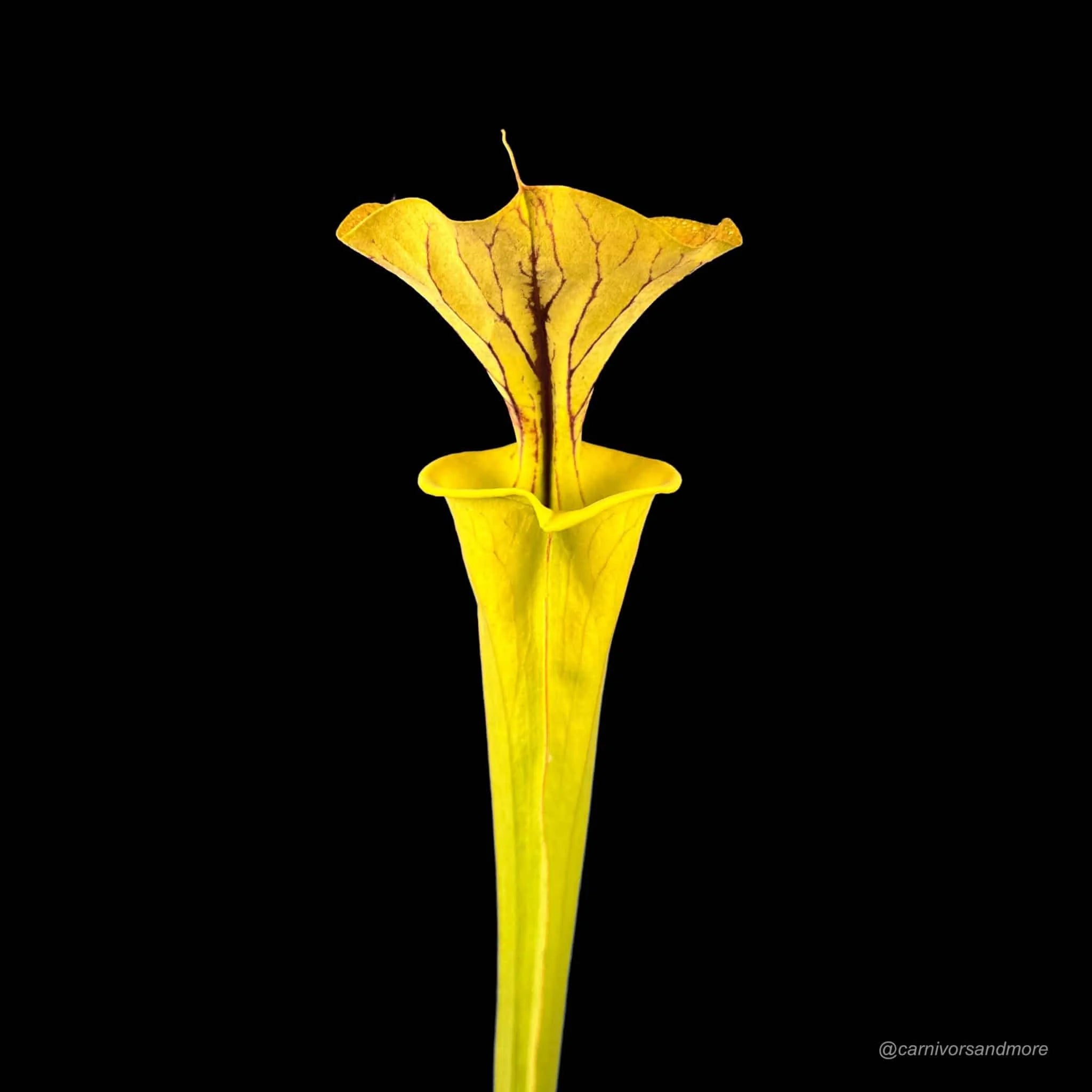 Sarracenia flava var. cuprea, North Carolina, MK F 115 大森食虫植物農園