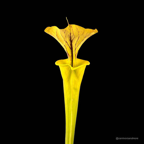 Sarracenia flava var. cuprea, North Carolina, MK F 115 大森食虫植物農園