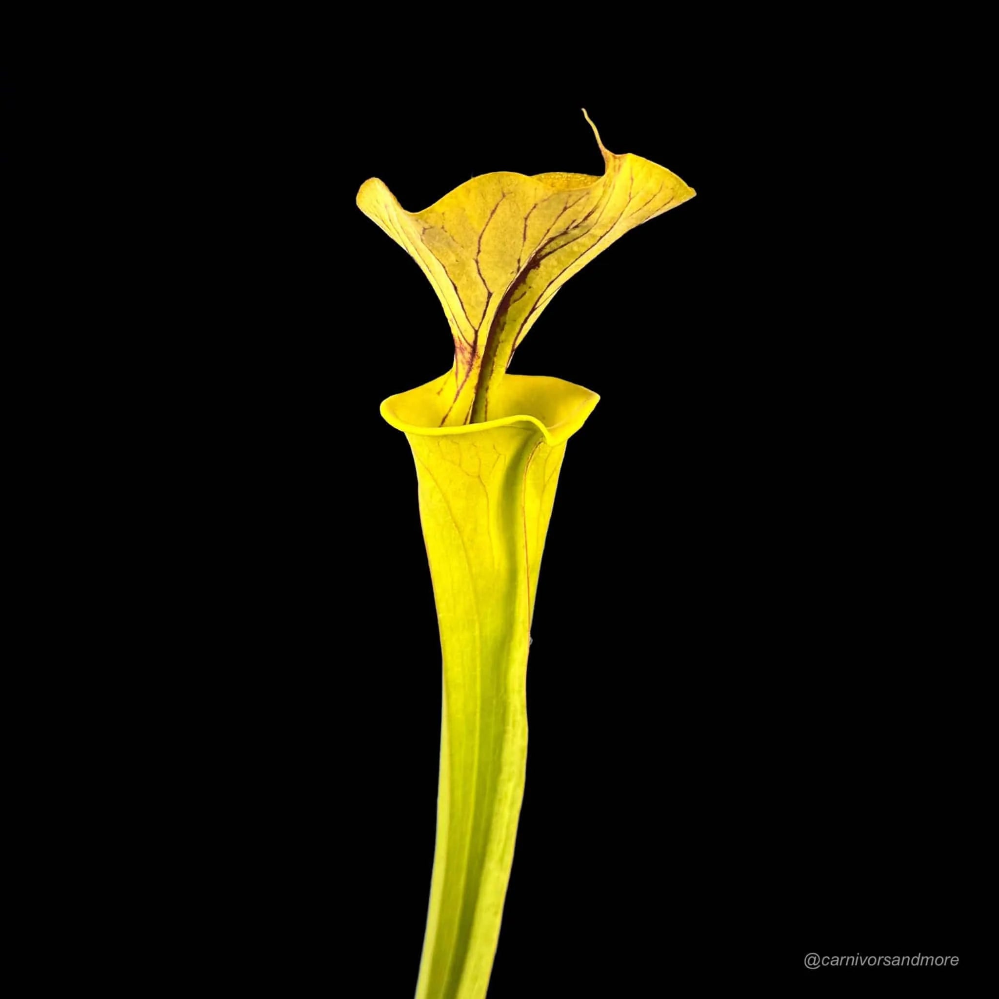 Sarracenia flava var. cuprea, North Carolina, MK F 115 大森食虫植物農園
