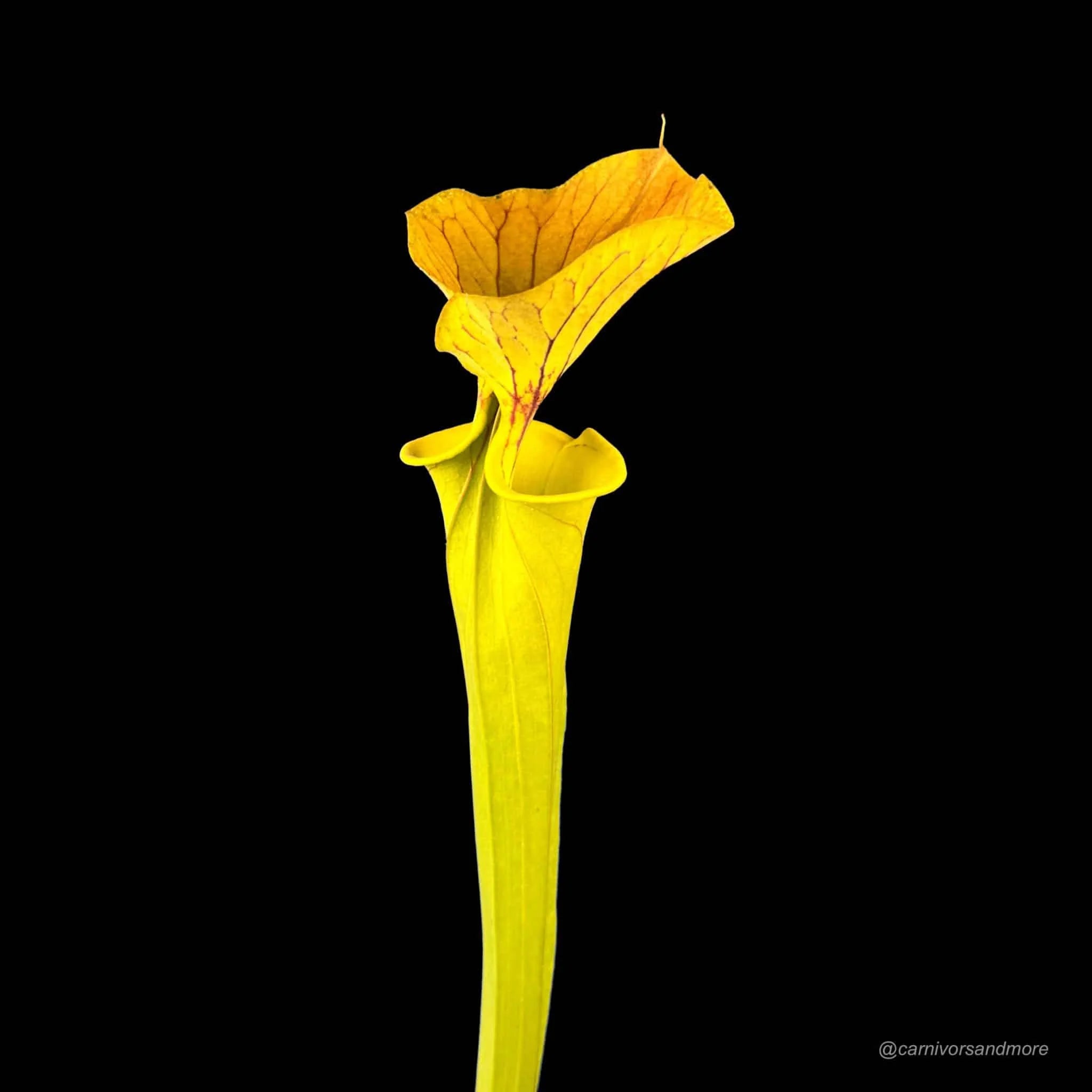 Sarracenia flava var. cuprea, North Carolina, MK F 115 大森食虫植物農園