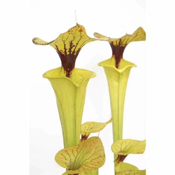 Sarracenia flava var. cuprea, ex Erbacher 大森食虫植物農園