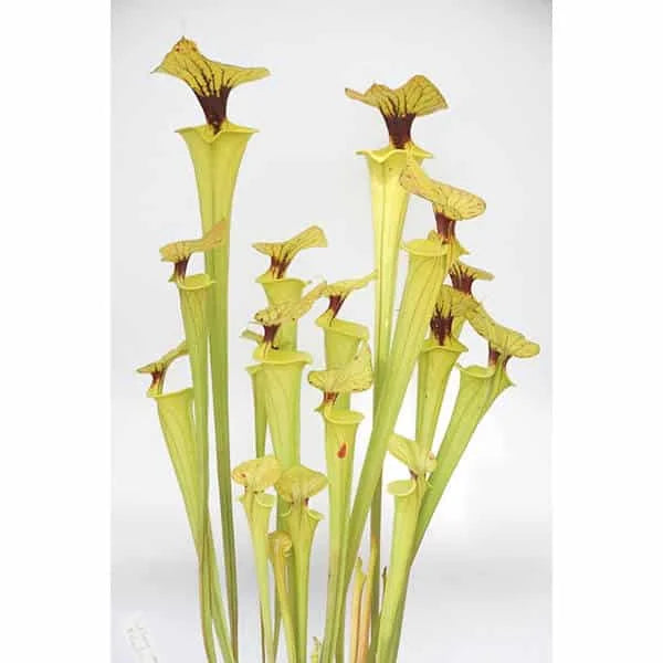 Sarracenia flava var. cuprea, ex Erbacher 大森食虫植物農園