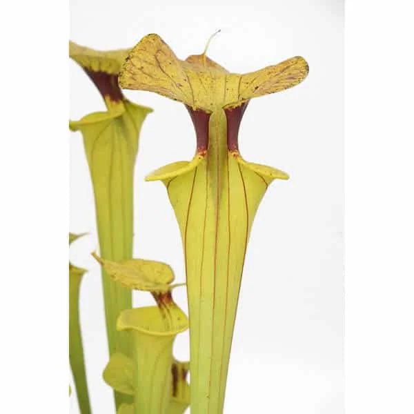Sarracenia flava var. cuprea, ex Erbacher 大森食虫植物農園
