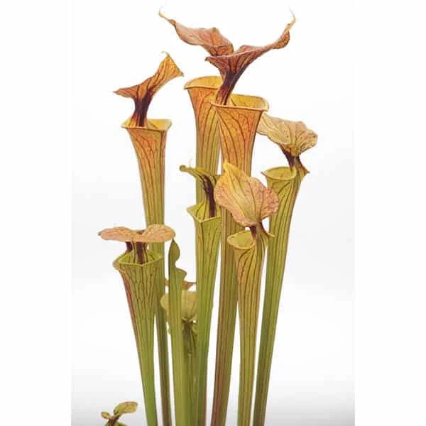 Sarracenia flava var. cuprea (flava x cuprea), iP SF 63 大森食虫植物農園