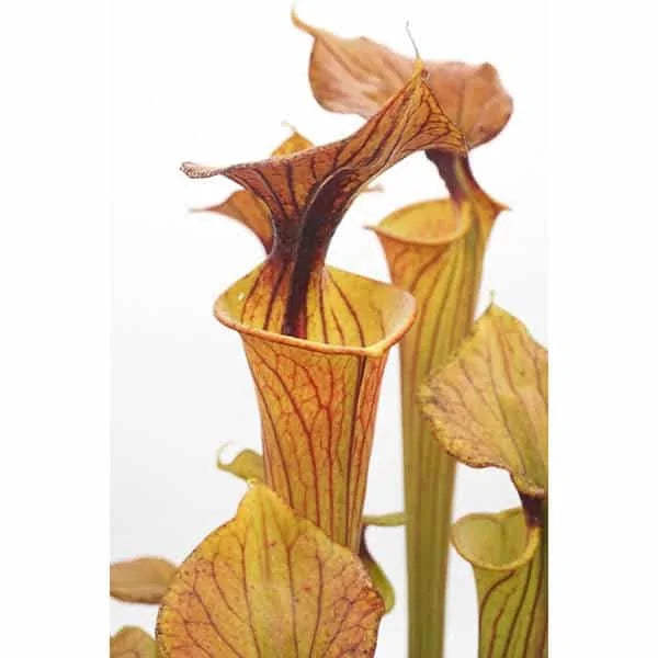 Sarracenia flava var. cuprea (flava x cuprea), iP SF 63 大森食虫植物農園