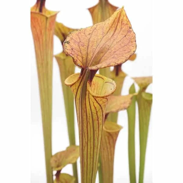 Sarracenia flava var. cuprea (flava x cuprea), iP SF 63 大森食虫植物農園