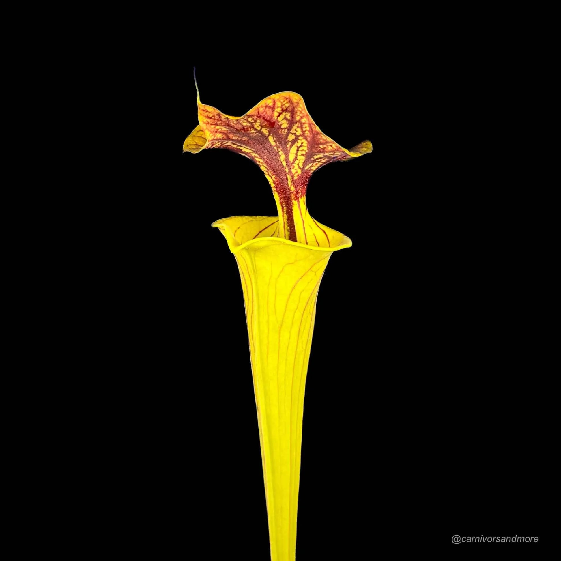 Sarracenia flava var. cuprea, heavy veined dark lid, ex M. Brausseﾠ 大森食虫植物農園
