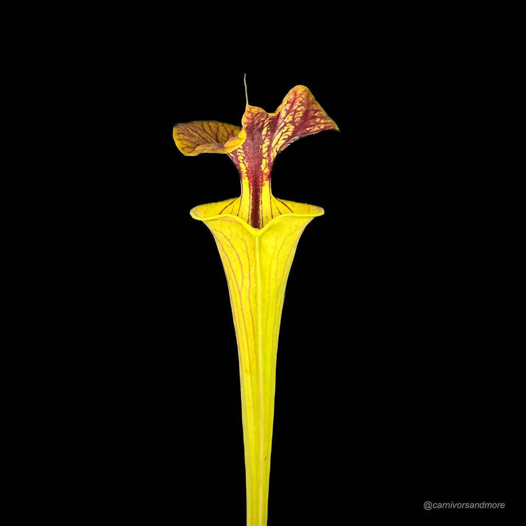 Sarracenia flava var. cuprea, heavy veined dark lid, ex M. Brausseﾠ 大森食虫植物農園