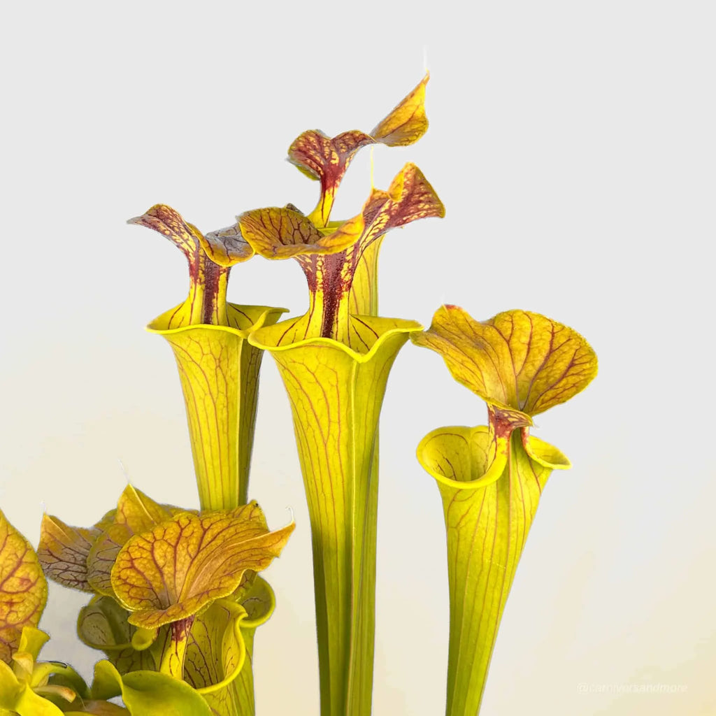 Sarracenia flava var. cuprea, heavy veined dark lid, ex M. Brausseﾠ 大森食虫植物農園