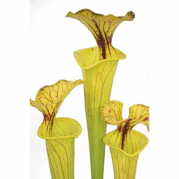 Sarracenia flava var. flava Giant, Reading University 大森食虫植物農園