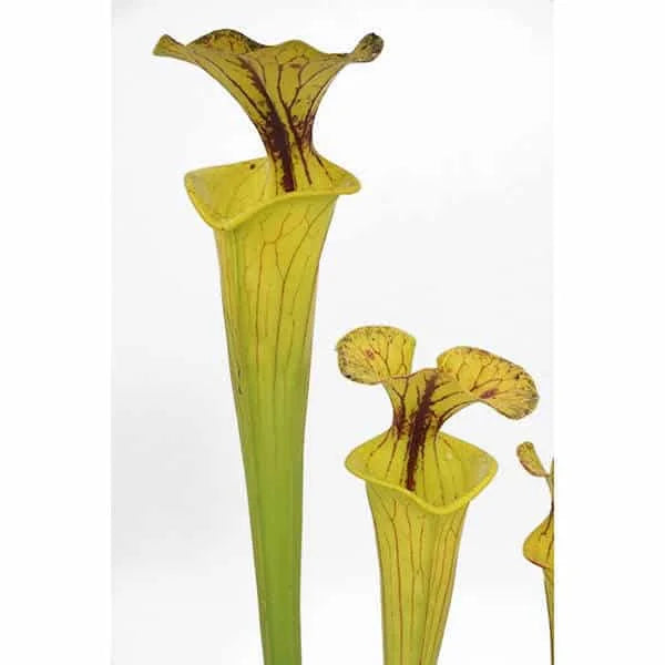 Sarracenia flava var. flava Giant, Reading University 大森食虫植物農園